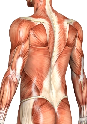 Masters Photo Torso Back Muscles 1 The Putney Clinic Of Physical Therapy