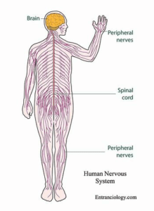 Physiology of Pain. An overview of the nervous sytem